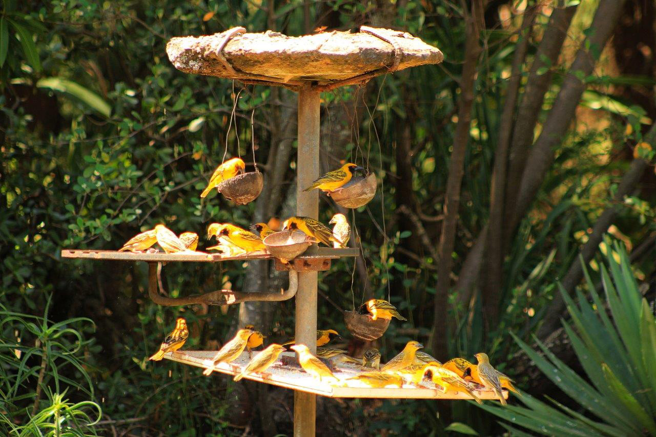 birding-drakensberg-garden